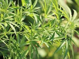 Piante di marijuana nei vicoli del centro, nuovi controlli