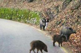 Frenata brusca per colpa di un cinghiale: l'auto si ribalta e va fuori strada