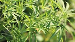 Una serra per coltivare marijuana in mansarda: giovane in manette