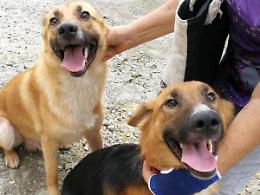 Abbandonata dal suo padrone, fugge dal canile: la triste storia del cane Bella
