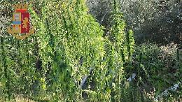 Una piantagione "stupefacente" in campagna, trovate 123 piante di marijuana