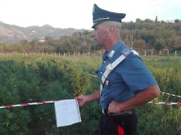 Coltivazione di canapa: maxi sanzioni, sequestri e denunce per due aziende