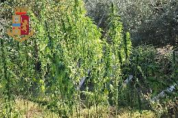 Sequestrata una piantagione di marijuana: in un terreno 123 rigogliose piante