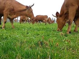 Vende le sue mucche...E prende una "bufala": commerciante raggirato