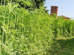 La piantagione di canapa indiana diventa un set per fiction Rai