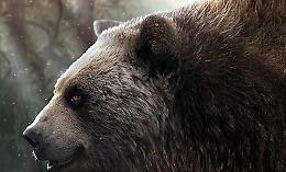 Collepardo, orso gigante: trovate tracce nel centro ernico