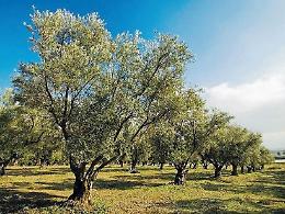 Maltempo, a rischio la produzione di olio d'oliva: l'allarme degli olivicoltori
