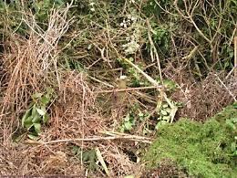 Boville Ernica, il percorso naturalistico invaso dalle erbacce