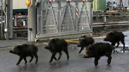 Assediati dai cinghiali, ormai è emergenza: ecco le proposte in campo