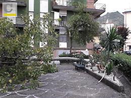Cassino, città assediata da forti raffiche di vento: alberi abbattuti e disagi