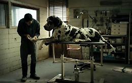 Cinema, Premio Oscar: l'Italia sceglie "Dogman" di Matteo Garrone