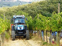 La banda... dell'uva: rubati trattori e attrezzature per la vendemmia