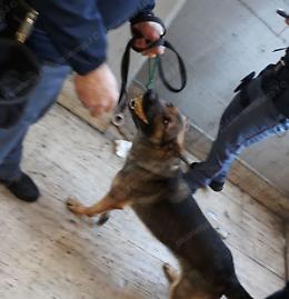 "Mercato" delle dosi a scuola: i cani anti-droga tornano in classe