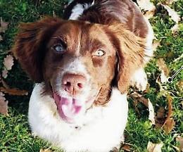 Bocconi killer: morto avvelenato il cane da tartufo Asia