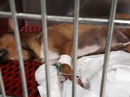 Esche avvelenate: due cagnoline agonizzanti. E rischiano anche i bambini