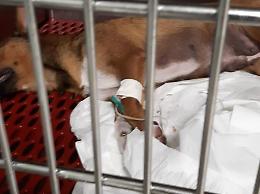 Allarme esche avvelenate: ancora due cani trovati in gravissime condizioni