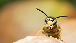 Ciociaria assediata dai calabroni, i pericolosi insetti non mollano la presa