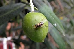 La "mosca olearia" ha distrutto le olive: produttori in affanno