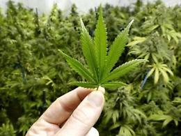 Cannabis light, la nuova anticamera verso le dipendenze: il monito di Maccaro