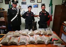 Deposito di droga nascosto in cantina scovato dal cane "Balboa"