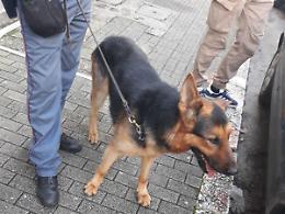 Stretta sullo spaccio, in campo una task force: trovati 400 grammi di "fumo"