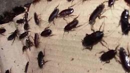 Invasione di blatte e cattivi odori dagli appartamenti dei profughi: è caos