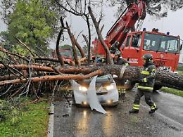 Morti nell'auto schiacciata da un pino: si indaga per omicidio colposo