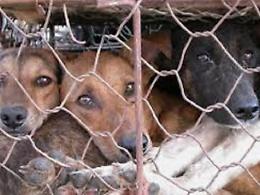 Scoperto allevamento lager: cani e altri animali vivi tra carcasse e sporcizia