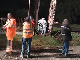Pino pericolante: abbattimento d'urgenza nella notte per evitare altre tragedie