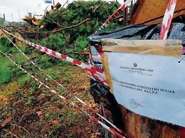 Cinquantasette pini pericolosi: chiesto un intervento urgente