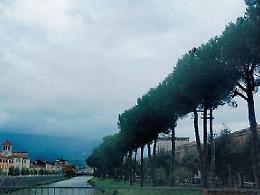 Paura degli alberi killer: si moltiplicano le segnalazioni