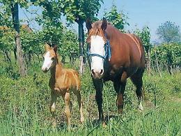 Cavalli a pascolo in una propriet&agrave; privata. Denunciato un uomo