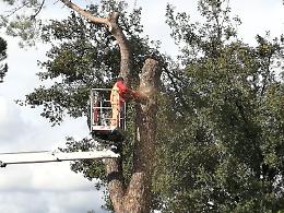 Alberi pericolosi lungo la Casilina: tagliati due pini marittimi
