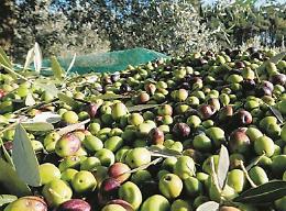 Produzione d'olio a picco: clima e mosca olearia hanno compromesso i raccolti