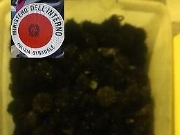 Disoccupato sorpreso in A1 con duemila ricci di mare: sequestro e maxi multa