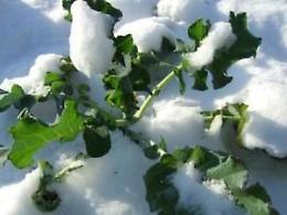 Maltempo in arrivo: allarme gelo per le verdure nei campi