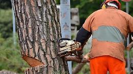 Supino, gli alberi pericolanti vanno abbattuti: sanzioni per i trasgressori