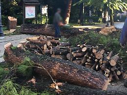 Pontecorvo, alberi pericolosi: il Sindaco fa tagliare altri esemplari