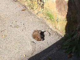 Cassino, topi a spasso tra i bidoni in centro: residenti indignati