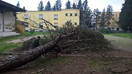 Alberi pericolosi per i bambini delle elementari: tagliati i pini a rischio