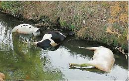 Valle del Sacco: tumori in crescita, animali morti, veleni. Ecco la "Malaterra"