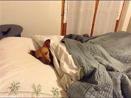 Passione a quattro zampe, amico cane: come adottare un adorabile "trovatello"