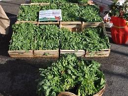 Festa del broccoletto: domani l'evento tra gastronomia e musica