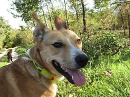 "Trovatelli" e cani di casa: come accudirli. E poi: cinque amici da adottare