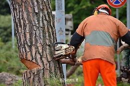 Alberi pericolosi lungo la Casilina: ordinato il taglio
