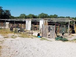 Ceprano, il canile sarà ristrutturato: via libera al progetto