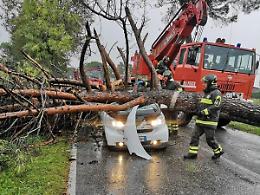 Rimosso pino “killer”: verifiche sull'albero che causò la morte di due giovani