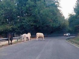 Pericolo bovini vaganti in paese, l'ordinanza: ora si possono abbattere
