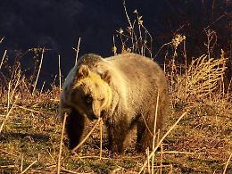Caccia nel parco: Area contigua, associazioni in pressing. Appello al ministro