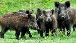 Danni della fauna selvatica: "La Regione paghi gli Atc"